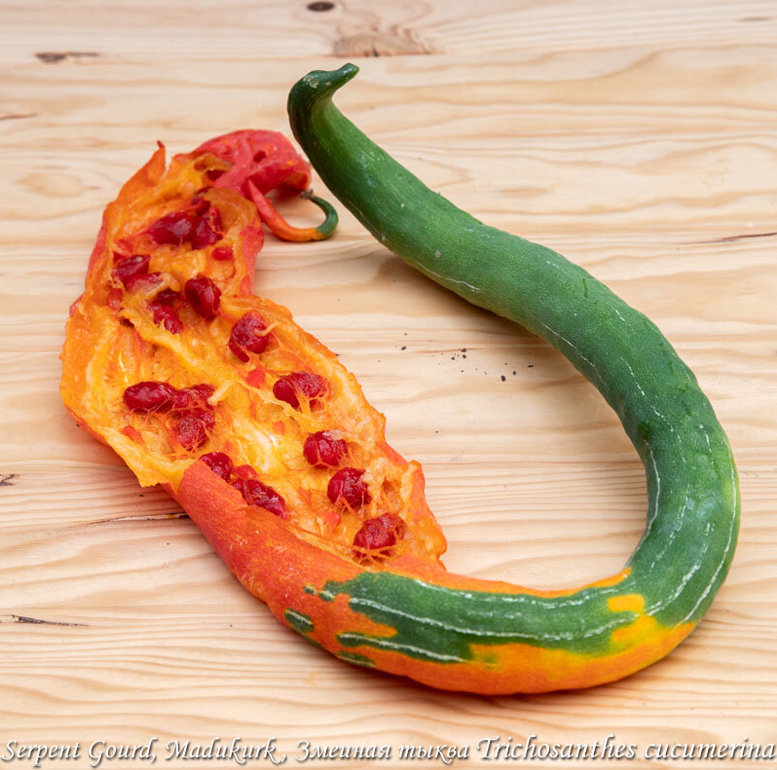 Madukurk Serpent gourd, Огурец змеевидный, Trichosanthes cucumerina